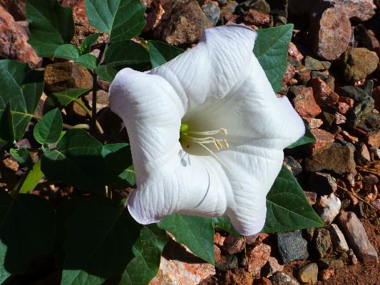 Sacred Datura or Moon Flower, Day 5